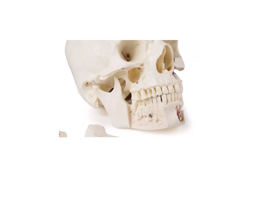 Luxus Demonstrations - Schädel, 14 - teilig – Premium - Lehrmodell für erweiterte anatomische Studien - Erler - Zimmer