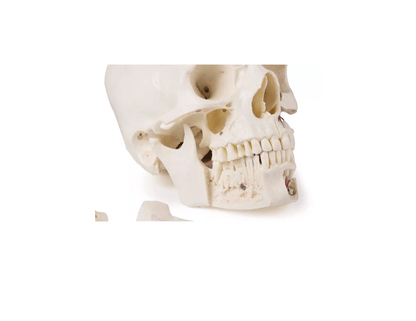 Luxus Demonstrations - Schädel, 14 - teilig – Premium - Lehrmodell für erweiterte anatomische Studien - Erler - Zimmer