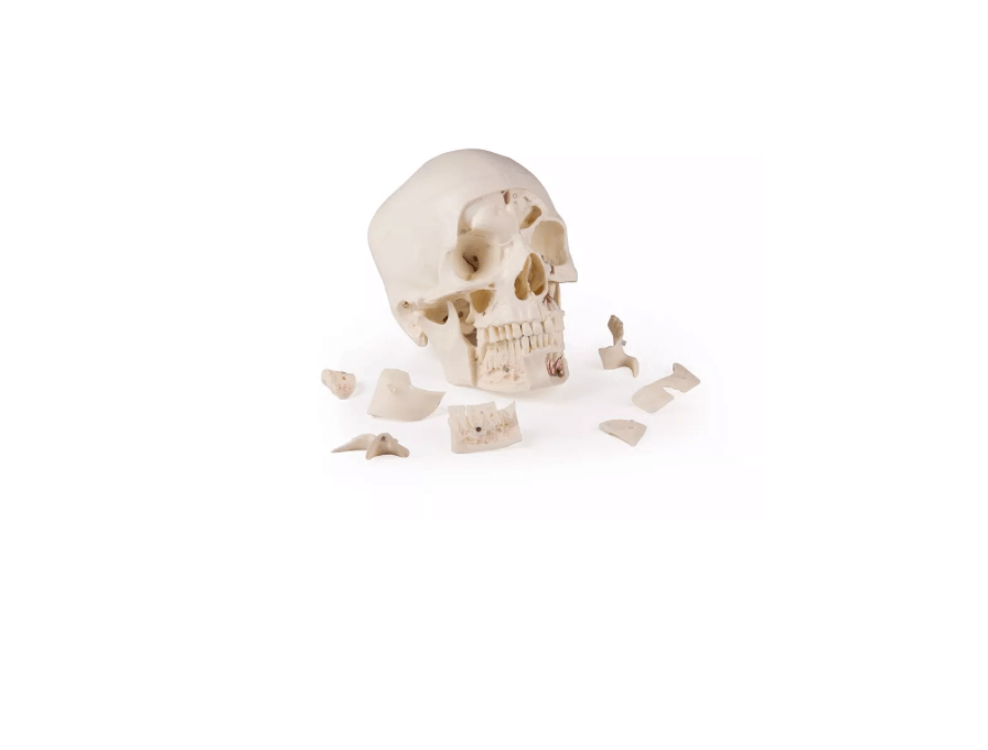 Luxus Demonstrations - Schädel, 14 - teilig – Premium - Lehrmodell für erweiterte anatomische Studien - Erler - Zimmer