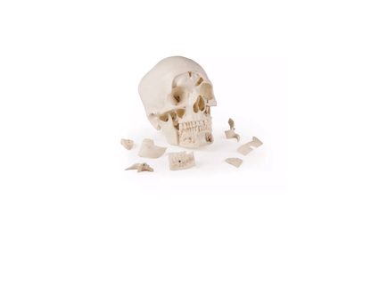 Luxus Demonstrations - Schädel, 14 - teilig – Premium - Lehrmodell für erweiterte anatomische Studien - Erler - Zimmer