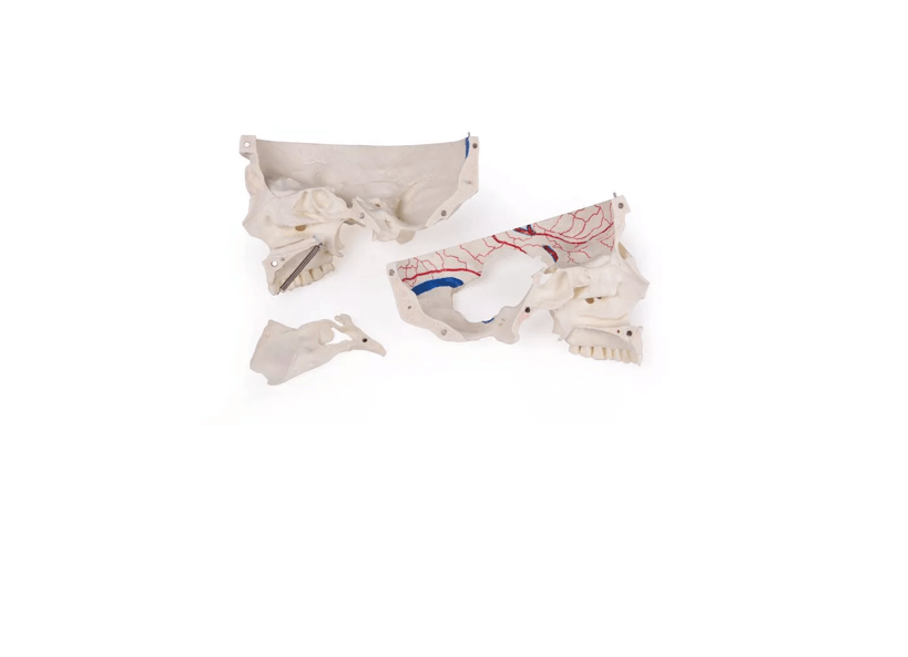 Luxus Demonstrations - Schädel, 14 - teilig – Premium - Lehrmodell für erweiterte anatomische Studien - Erler - Zimmer