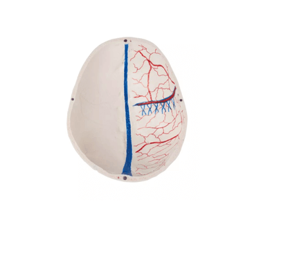 Luxus Demonstrations - Schädel, 14 - teilig – Premium - Lehrmodell für erweiterte anatomische Studien - Erler - Zimmer