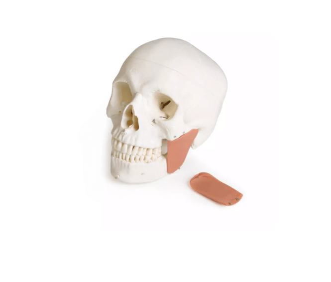 Schädelmodell für Zahnmedizin mit CMD - Syndrom, 8 - teilig – spezialisiertes Lehrmodell zur craniomandibulären Dysfunktion - Erler - Zimmer