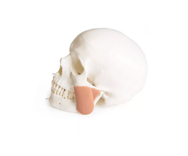 Schädelmodell für Zahnmedizin mit CMD - Syndrom, 8 - teilig – spezialisiertes Lehrmodell zur craniomandibulären Dysfunktion - Erler - Zimmer