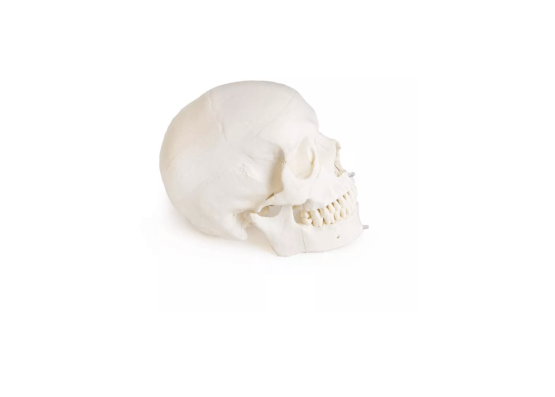 Schädelmodell für Zahnmedizin mit CMD - Syndrom, 8 - teilig – spezialisiertes Lehrmodell zur craniomandibulären Dysfunktion - Erler - Zimmer