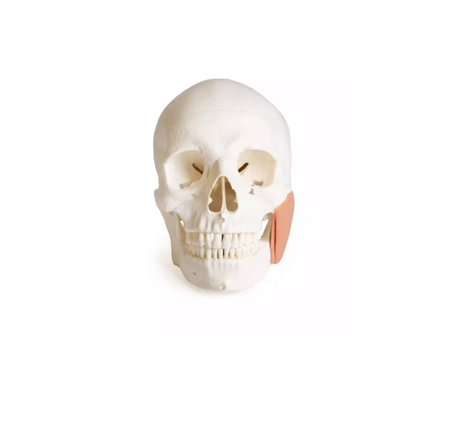 Schädelmodell für Zahnmedizin mit CMD - Syndrom, 8 - teilig – spezialisiertes Lehrmodell zur craniomandibulären Dysfunktion - Erler - Zimmer