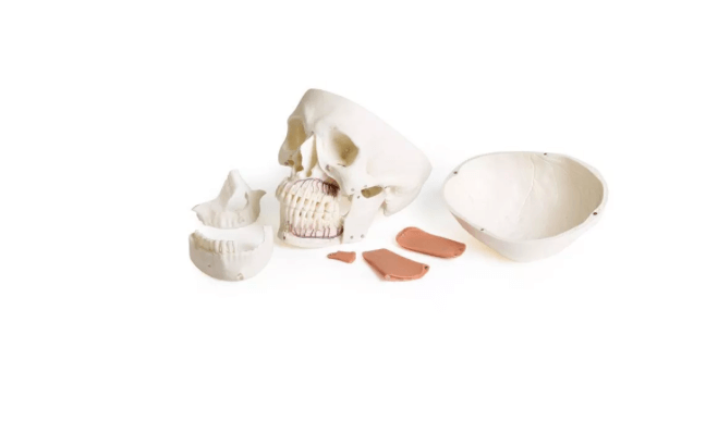 Schädelmodell für Zahnmedizin mit CMD - Syndrom, 8 - teilig – spezialisiertes Lehrmodell zur craniomandibulären Dysfunktion - Erler - Zimmer