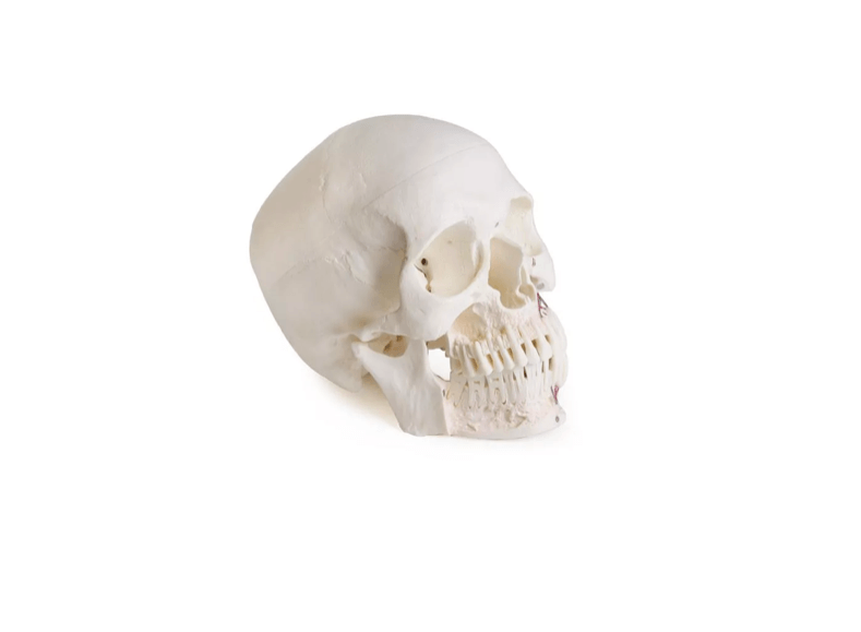 Schädelmodell für Zahnmedizin mit CMD - Syndrom, 8 - teilig – spezialisiertes Lehrmodell zur craniomandibulären Dysfunktion - Erler - Zimmer