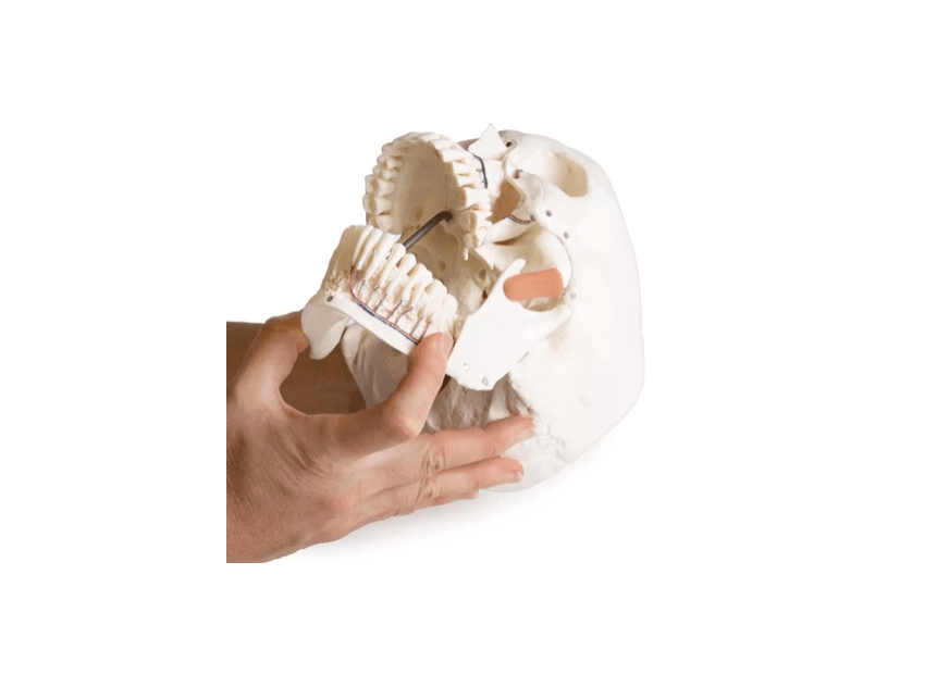 Schädelmodell für Zahnmedizin mit CMD - Syndrom, 8 - teilig – spezialisiertes Lehrmodell zur craniomandibulären Dysfunktion - Erler - Zimmer