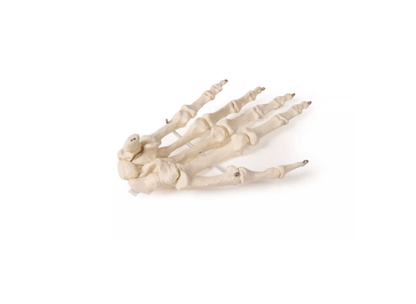 Handskelett – bewegliches Modell für detailgetreue anatomische Studien - Erler - Zimmer