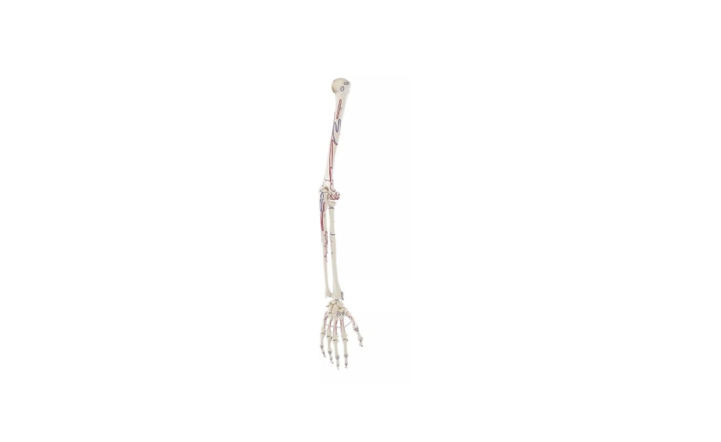 Armskelett mit Muskelmarkierung – anatomisches Lehrmodell für die Physiotherapie - Ausbildung (ohne Schultergürtel) - Erler - Zimmer