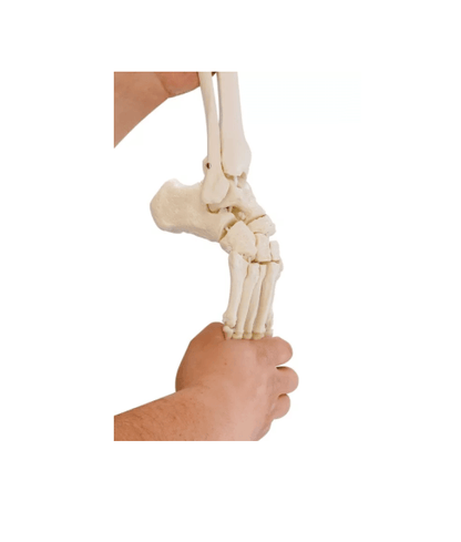 Beinskelett mit Beckenhälfte und flexiblem Fuß – bewegliches Lehrmodell für funktionelle Anatomie der unteren Extremität - Erler - Zimmer