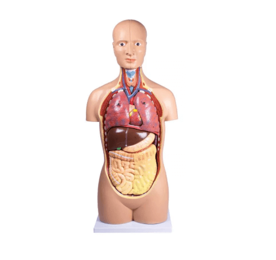 Lebensgroßer Torso – 12 - teiliges Anatomiemodell für den Unterricht - Erler - Zimmer