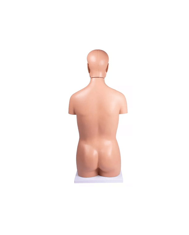 Lebensgroßer Torso – 12 - teiliges Anatomiemodell für den Unterricht - Erler - Zimmer