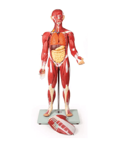 Muskelfigur – 30 - teiliges Anatomiemodell der Muskulatur, ca. 85 cm - Erler - Zimmer