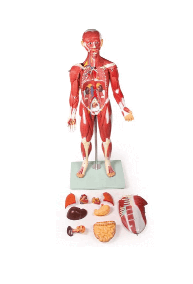 Muskelfigur – 30 - teiliges Anatomiemodell der Muskulatur, ca. 85 cm - Erler - Zimmer