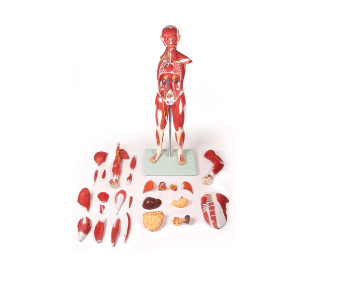 Muskelfigur – 30 - teiliges Anatomiemodell der Muskulatur, ca. 85 cm - Erler - Zimmer
