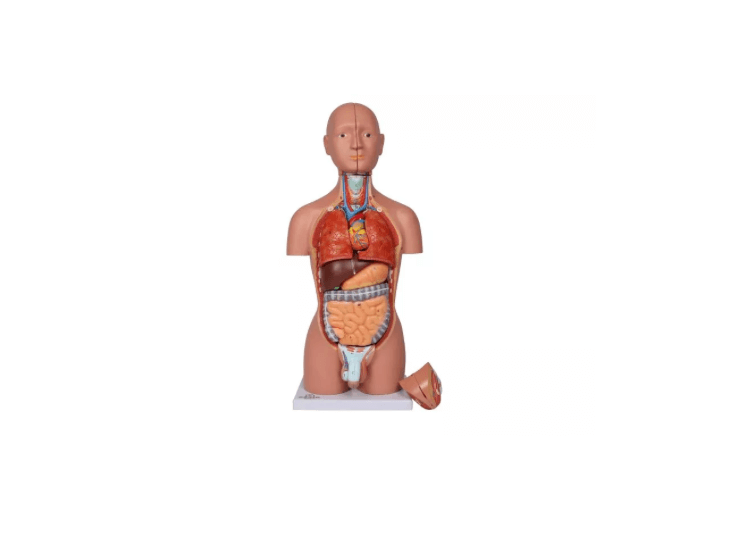 Torso - Modell – ½ natürlicher Größe, mit Organen & Geschlechtsapparaten - Erler - Zimmer
