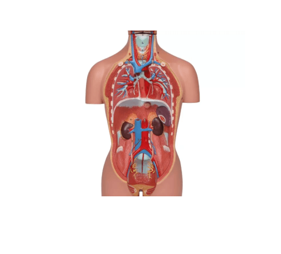 Torso - Modell – ½ natürlicher Größe, mit Organen & Geschlechtsapparaten - Erler - Zimmer