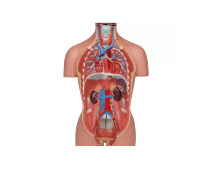 Torso - Modell – ½ natürlicher Größe, mit Organen & Geschlechtsapparaten - Erler - Zimmer