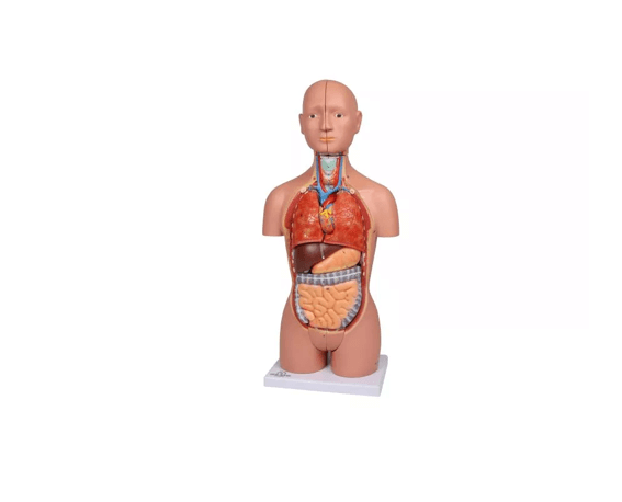 Torso - Modell – ½ natürlicher Größe, mit Organen & Geschlechtsapparaten - Erler - Zimmer