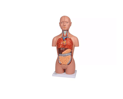Torso - Modell – ½ natürlicher Größe, mit Organen & Geschlechtsapparaten - Erler - Zimmer