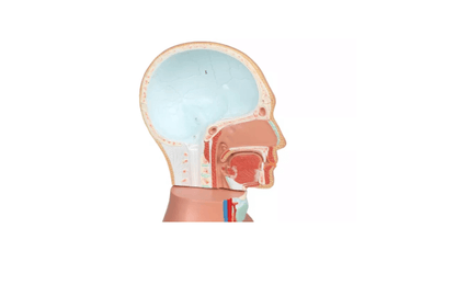 Torso - Modell – ½ natürlicher Größe, mit Organen & Geschlechtsapparaten - Erler - Zimmer