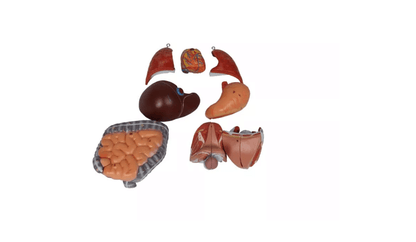 Torso - Modell – ½ natürlicher Größe, mit Organen & Geschlechtsapparaten - Erler - Zimmer