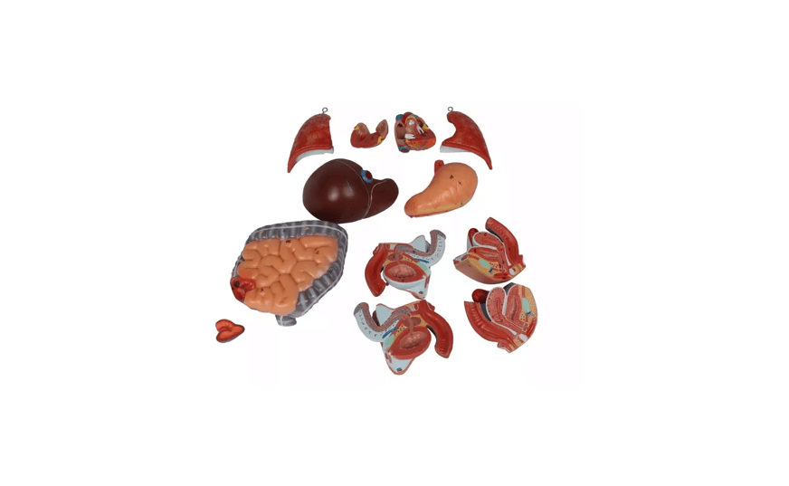 Torso - Modell – ½ natürlicher Größe, mit Organen & Geschlechtsapparaten - Erler - Zimmer