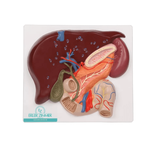 Leber mit Gallenblase, Pankreas und Duodenum - Erler - Zimmer