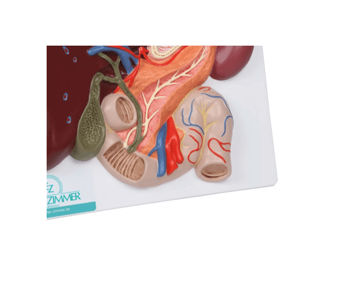Leber mit Gallenblase, Pankreas und Duodenum - Erler - Zimmer