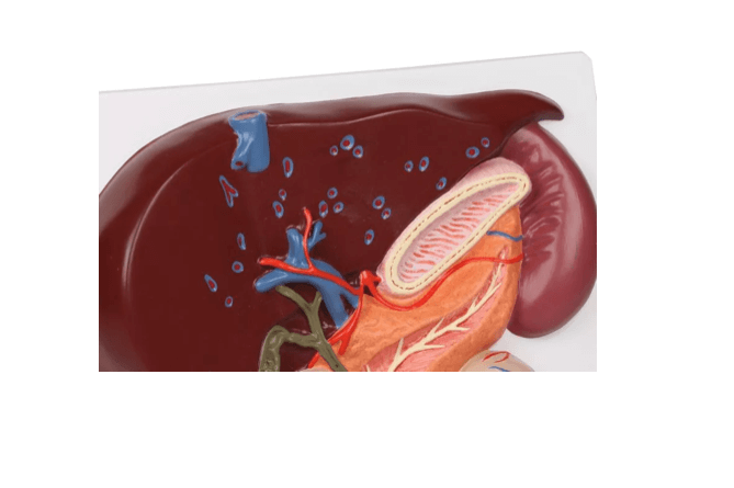 Leber mit Gallenblase, Pankreas und Duodenum - Erler - Zimmer