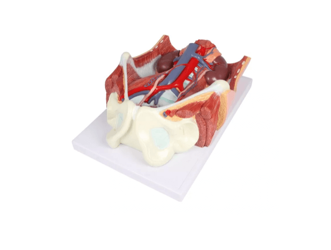 Zweigeschlechtliches Harnsystem - Modell, lebensgroß, 6 - teilig - Erler - Zimmer