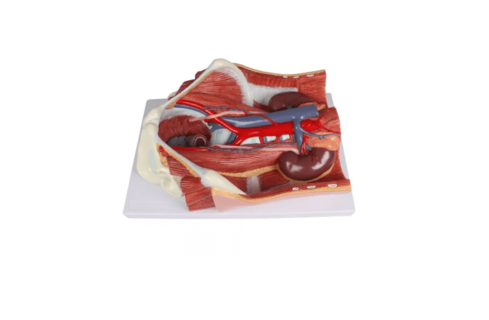 Zweigeschlechtliches Harnsystem - Modell, lebensgroß, 6 - teilig - Erler - Zimmer