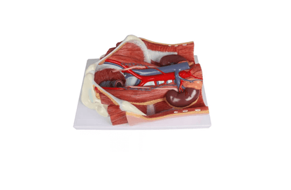 Zweigeschlechtliches Harnsystem - Modell, lebensgroß, 6 - teilig - Erler - Zimmer