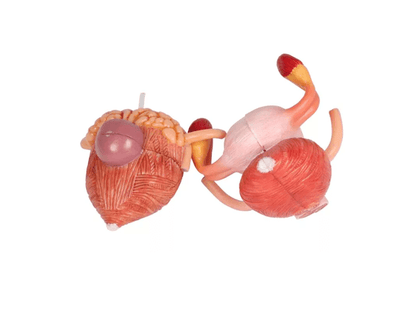 Zweigeschlechtliches Harnsystem - Modell, lebensgroß, 6 - teilig - Erler - Zimmer