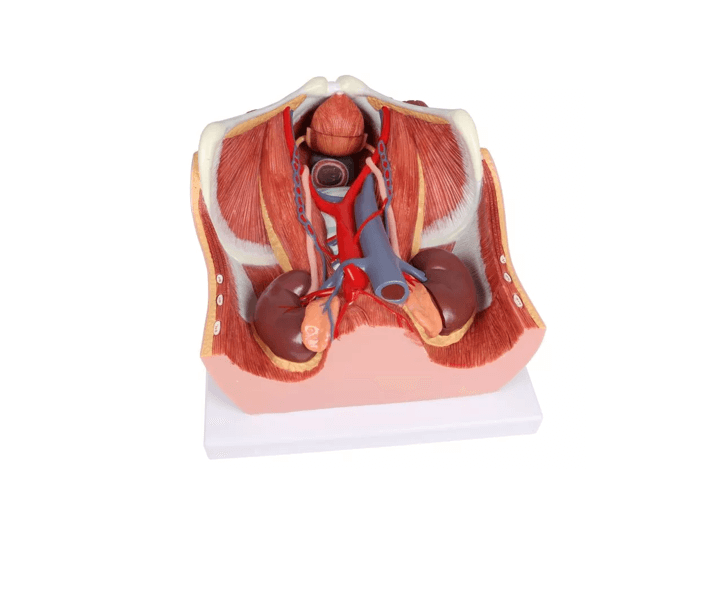 Zweigeschlechtliches Harnsystem - Modell, lebensgroß, 6 - teilig - Erler - Zimmer