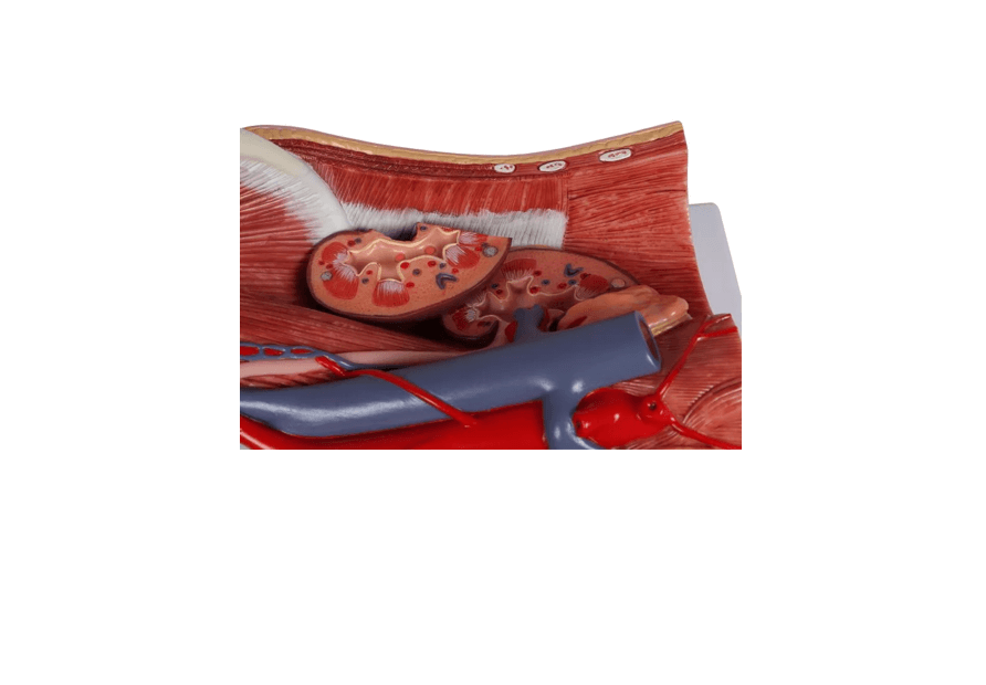 Zweigeschlechtliches Harnsystem - Modell, lebensgroß, 6 - teilig - Erler - Zimmer