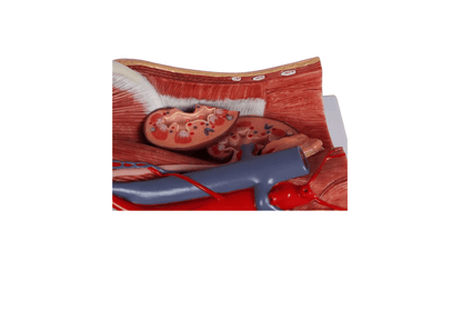 Zweigeschlechtliches Harnsystem - Modell, lebensgroß, 6 - teilig - Erler - Zimmer