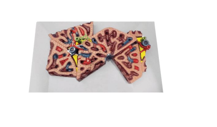 Leberläppchen - Erler - Zimmer