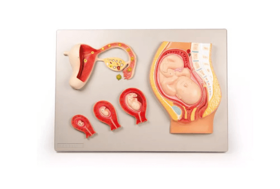 Eierstock - Modell - Erler - Zimmer