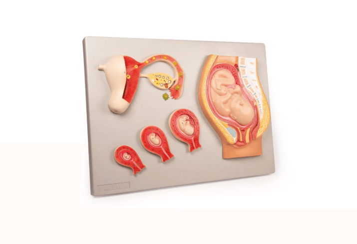 Fetale Entwicklung - Erler - Zimmer