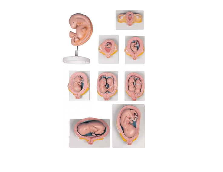 Schwangerschaftsserie, 9 Modelle - Erler - Zimmer