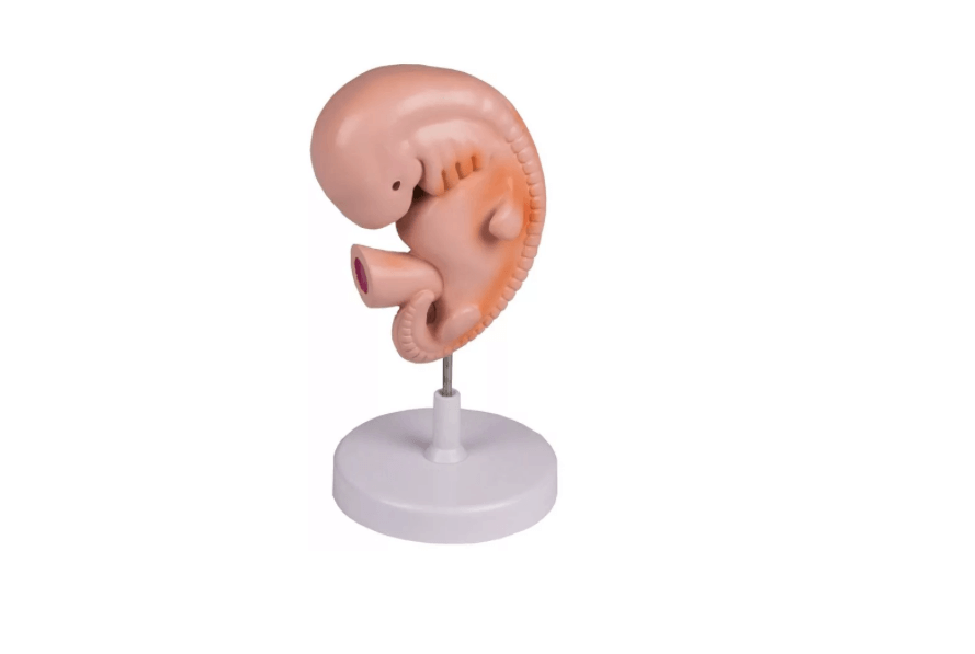 Menschlicher Embryo, 4 Wochen - Erler - Zimmer