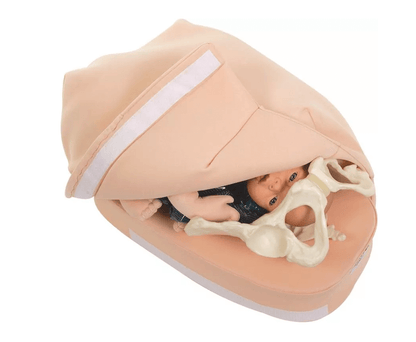 Modellset abdominale Palpation - Erler - Zimmer