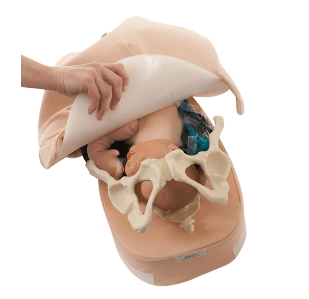 Modellset abdominale Palpation - Erler - Zimmer