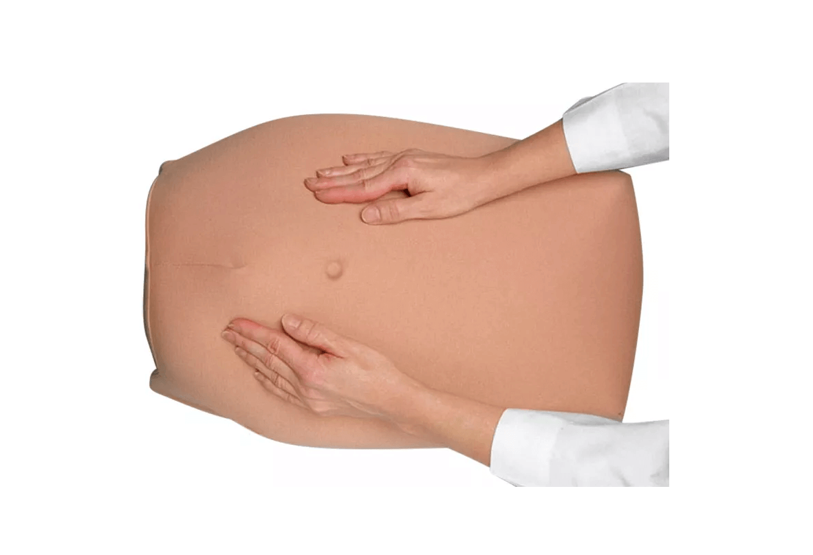 Modellset abdominale Palpation - Erler - Zimmer