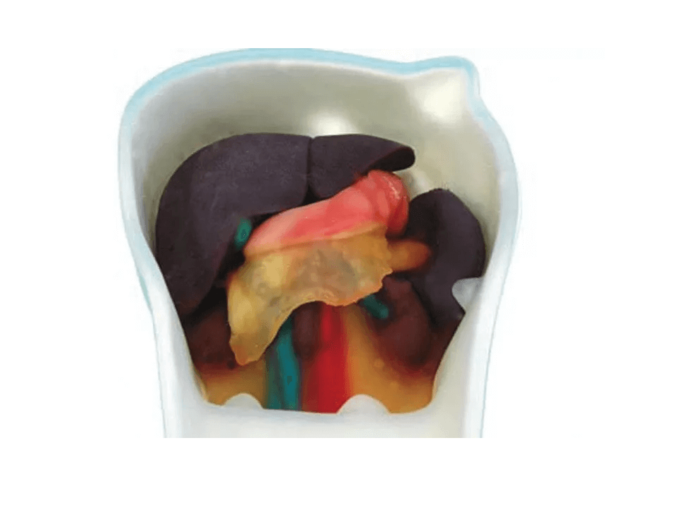 Ultraschall - Modell für Sonografie - Erler - Zimmer