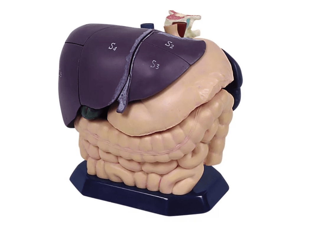 Anatomisches Modell für Ultraschallausbildung - Erler - Zimmer