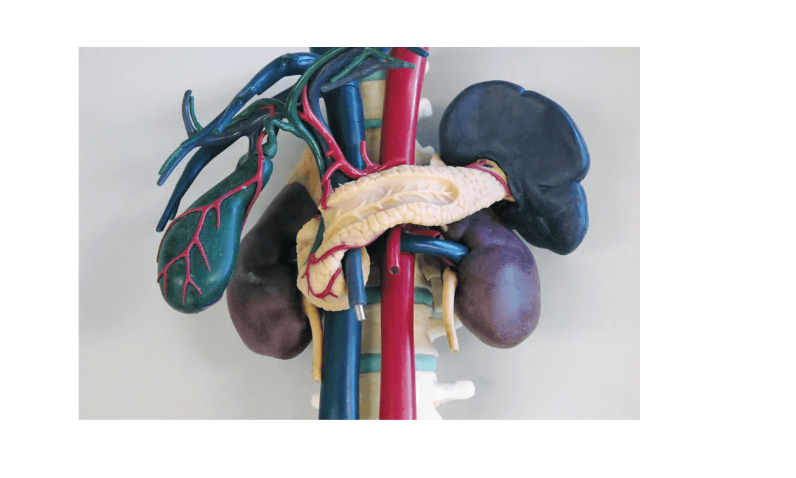 Anatomisches Modell für Ultraschallausbildung - Erler - Zimmer